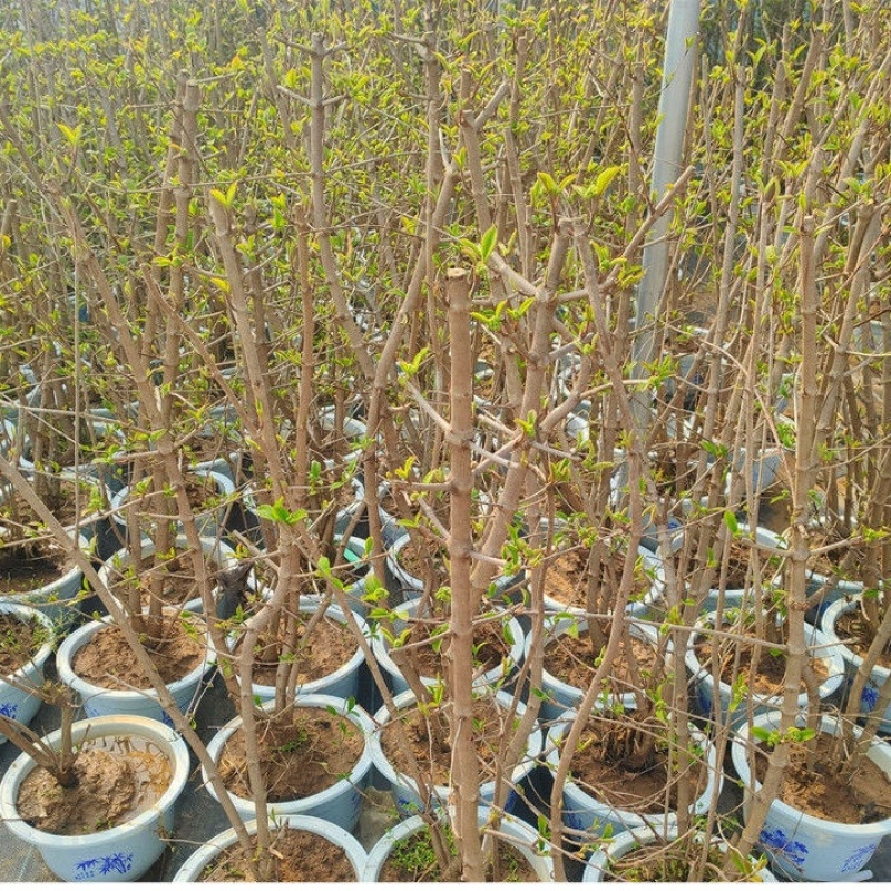 中华木绣球木本绣球树苗中华木绣球白色花朵琼花庭院旁道绿化