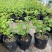 中华木绣球木本绣球树苗中华木绣球白色花朵琼花庭院旁道绿化