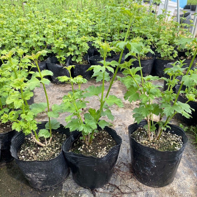 中华木绣球木本绣球树苗中华木绣球白色花朵琼花庭院旁道绿化