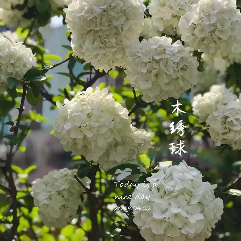 中华木绣球木本绣球树苗中华木绣球白色花朵琼花庭院旁道绿化