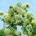 中华木绣球木本绣球树苗中华木绣球白色花朵琼花庭院旁道绿化