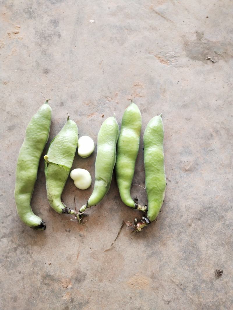 胡豆胡豆