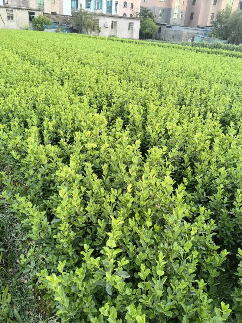 【苗圃直销】大叶黄杨毛球质量保证货源充足全国发货