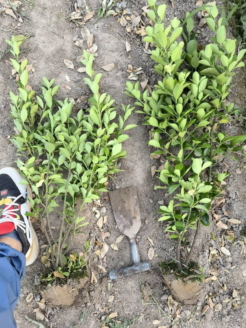 【苗圃直销】大叶黄杨毛球质量保证货源充足全国发货