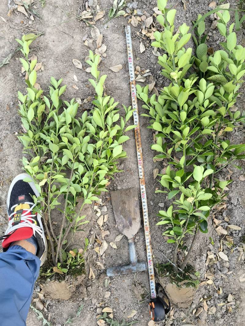 【苗圃直销】大叶黄杨毛球质量保证货源充足全国发货