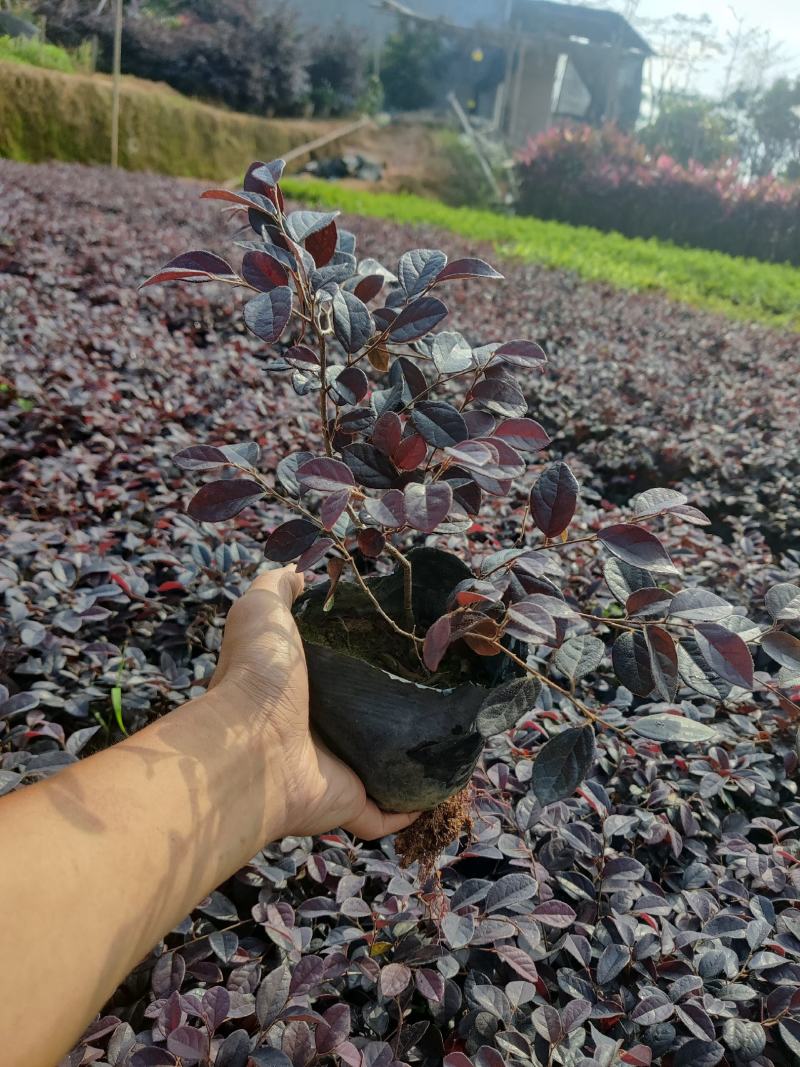 红花继木(花细红艳，像极高蔵花，一年两次花季)