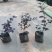 红花继木(花细红艳，像极高蔵花，一年两次花季)