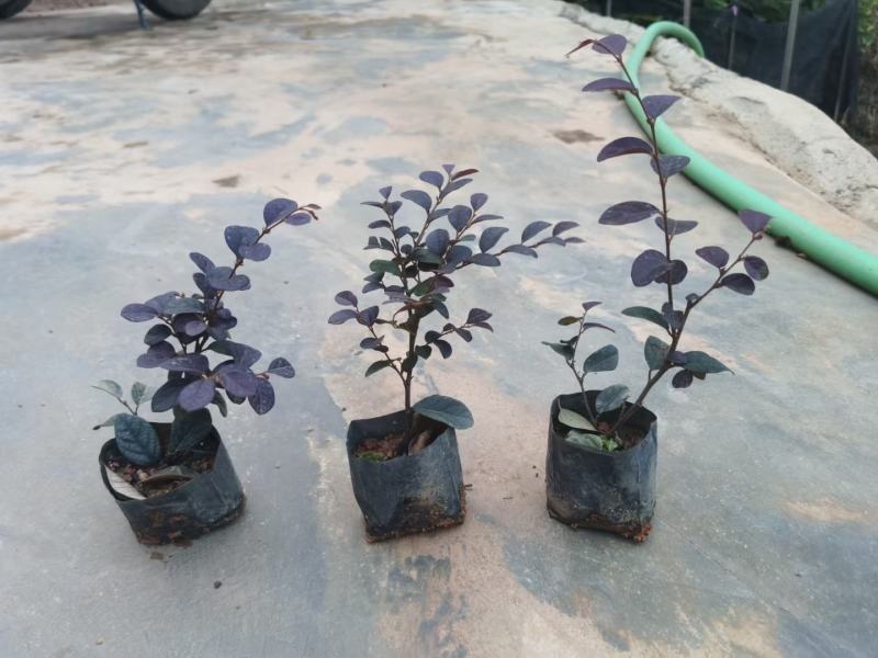 红花继木(花细红艳，像极高蔵花，一年两次花季)