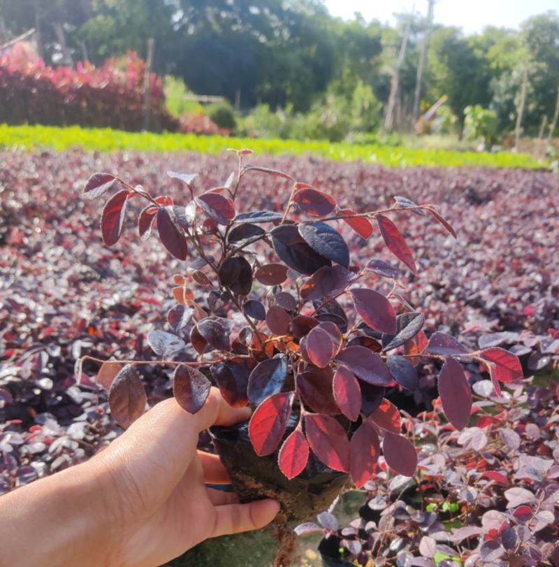 红花继木(花细红艳，像极高蔵花，一年两次花季)