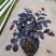 红花继木(花细红艳，像极高蔵花，一年两次花季)