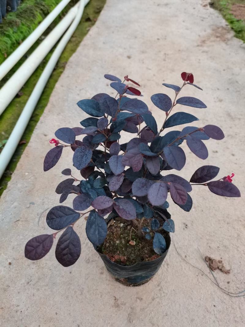 红花继木(花细红艳，像极高蔵花，一年两次花季)