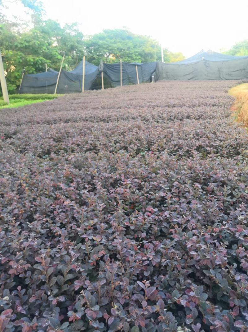 红花继木(花细红艳，像极高蔵花，一年两次花季)