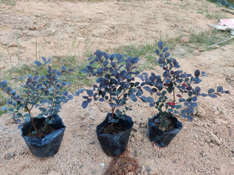 红花继木(花细红艳，像极高蔵花，一年两次花季)