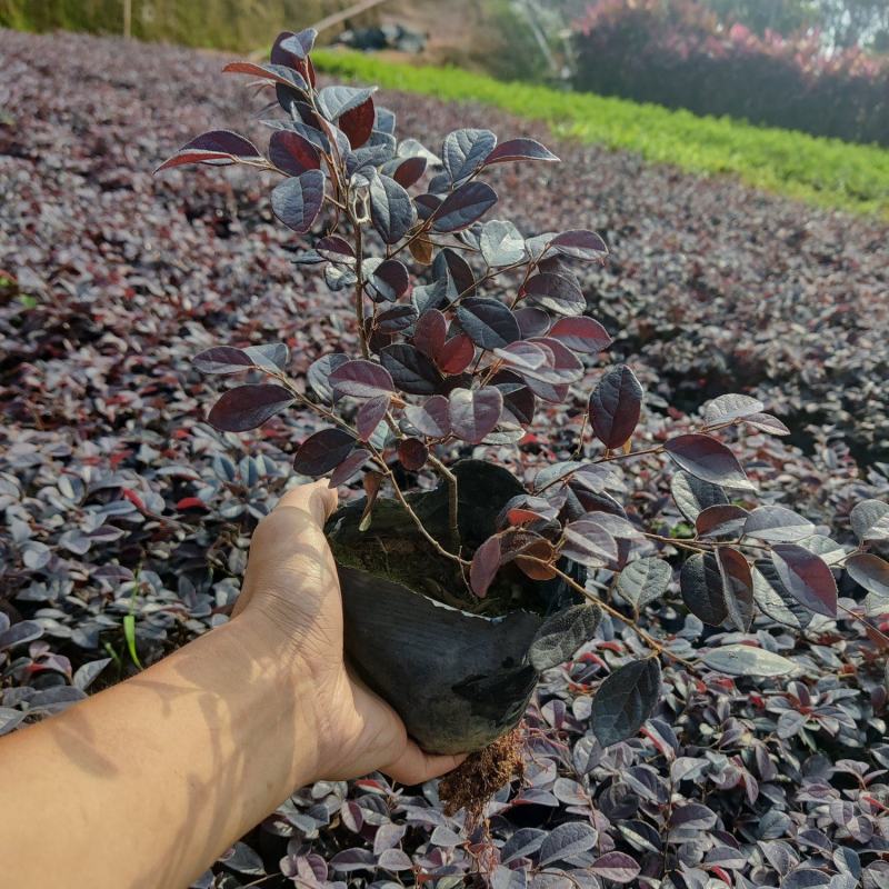 红花继木(花细红艳，像极高蔵花，一年两次花季)