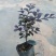 红花继木(花细红艳，像极高蔵花，一年两次花季)