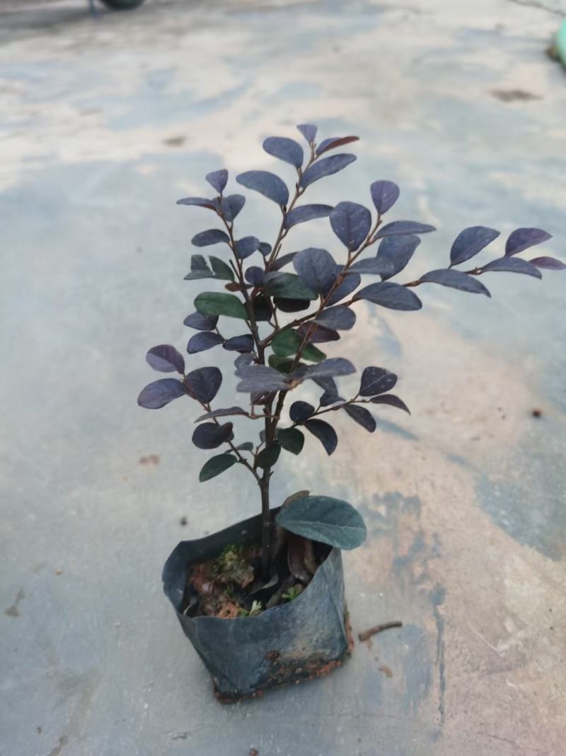 红花继木(花细红艳，像极高蔵花，一年两次花季)