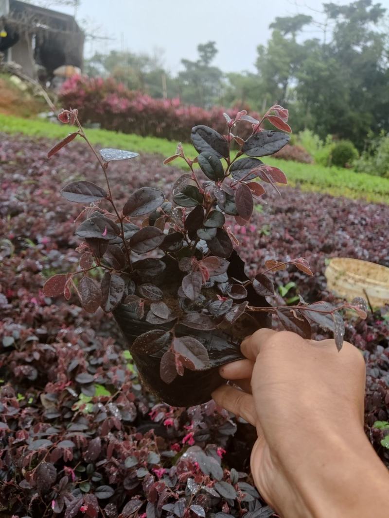 红花继木(花细红艳，像极高蔵花，一年两次花季)