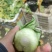 叶菜油麦大利上海青，黄白包介春菜娃娃菜
