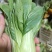 叶菜油麦大利上海青，黄白包介春菜娃娃菜