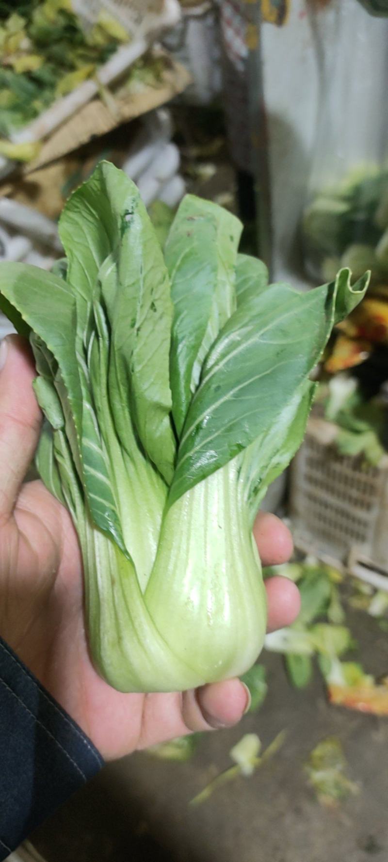 叶菜油麦大利上海青，黄白包介春菜娃娃菜