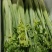 叶菜油麦大利上海青，黄白包介春菜娃娃菜