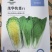 茂华快菜种子20天可上市，抗病能力强，耐湿耐热，口感好
