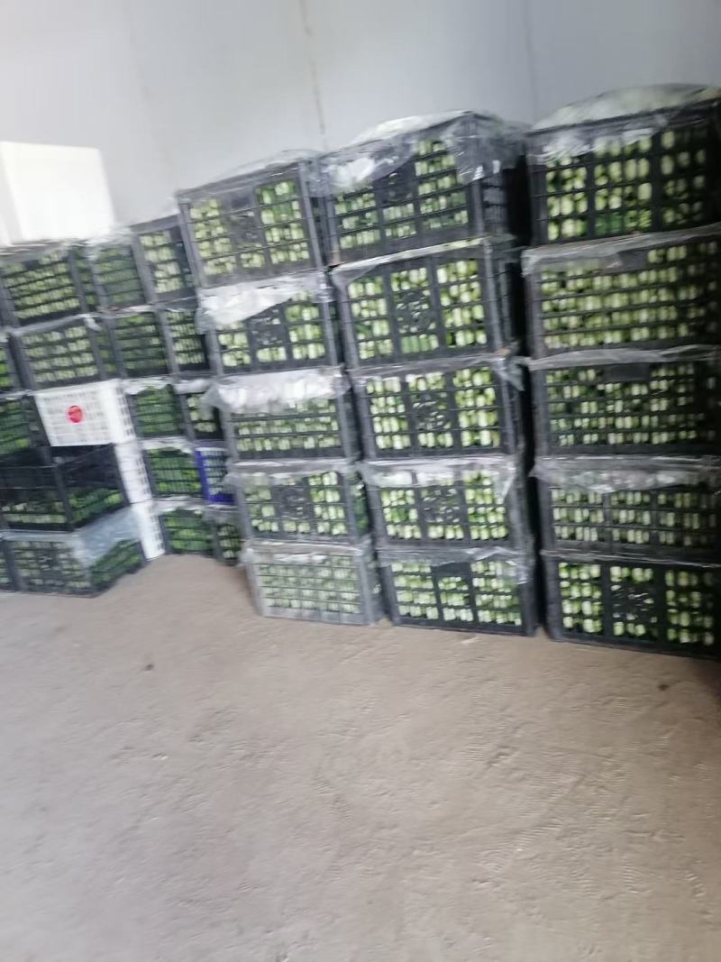 上海青青海上海青大量上市，产地直销，欢迎各位老板采购