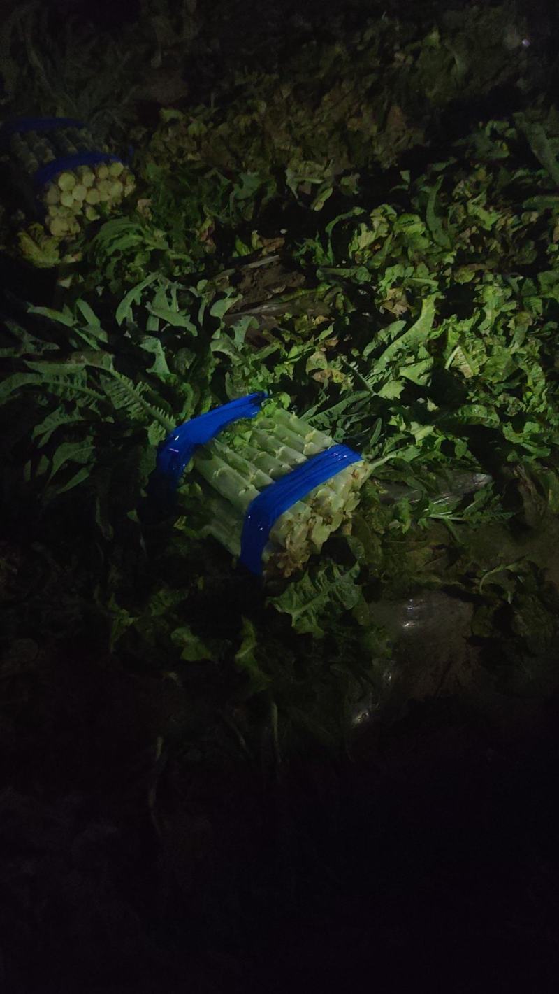 湖北红莴笋莴苣新鲜红叶莴苣质量保证晚上干活