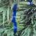 湖北红莴笋莴苣新鲜红叶莴苣质量保证晚上干活