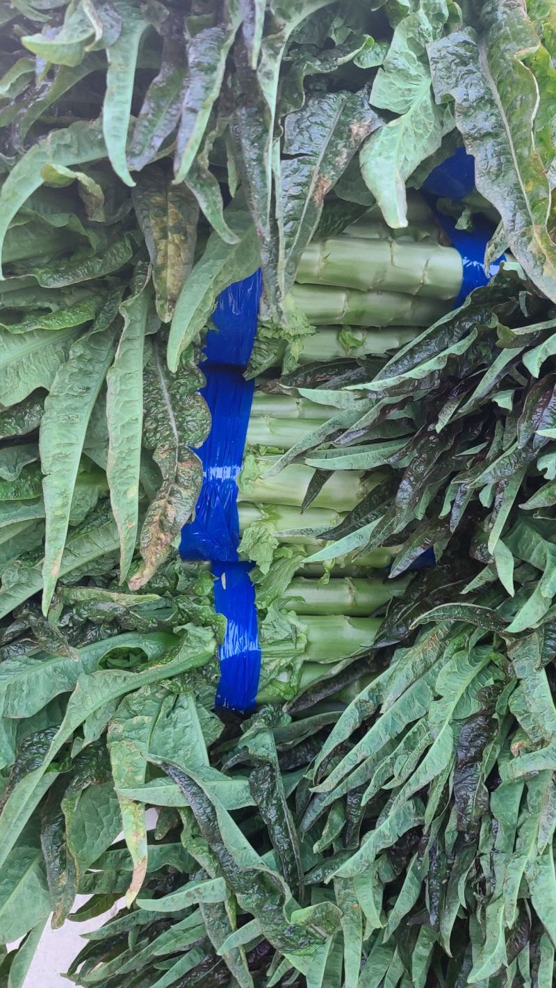 湖北红莴笋莴苣新鲜红叶莴苣质量保证晚上干活