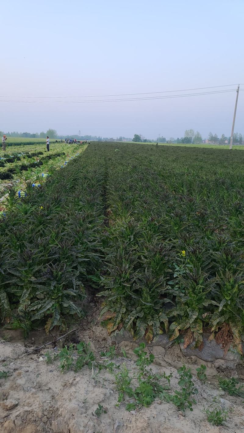 湖北红莴笋莴苣新鲜红叶莴苣质量保证晚上干活