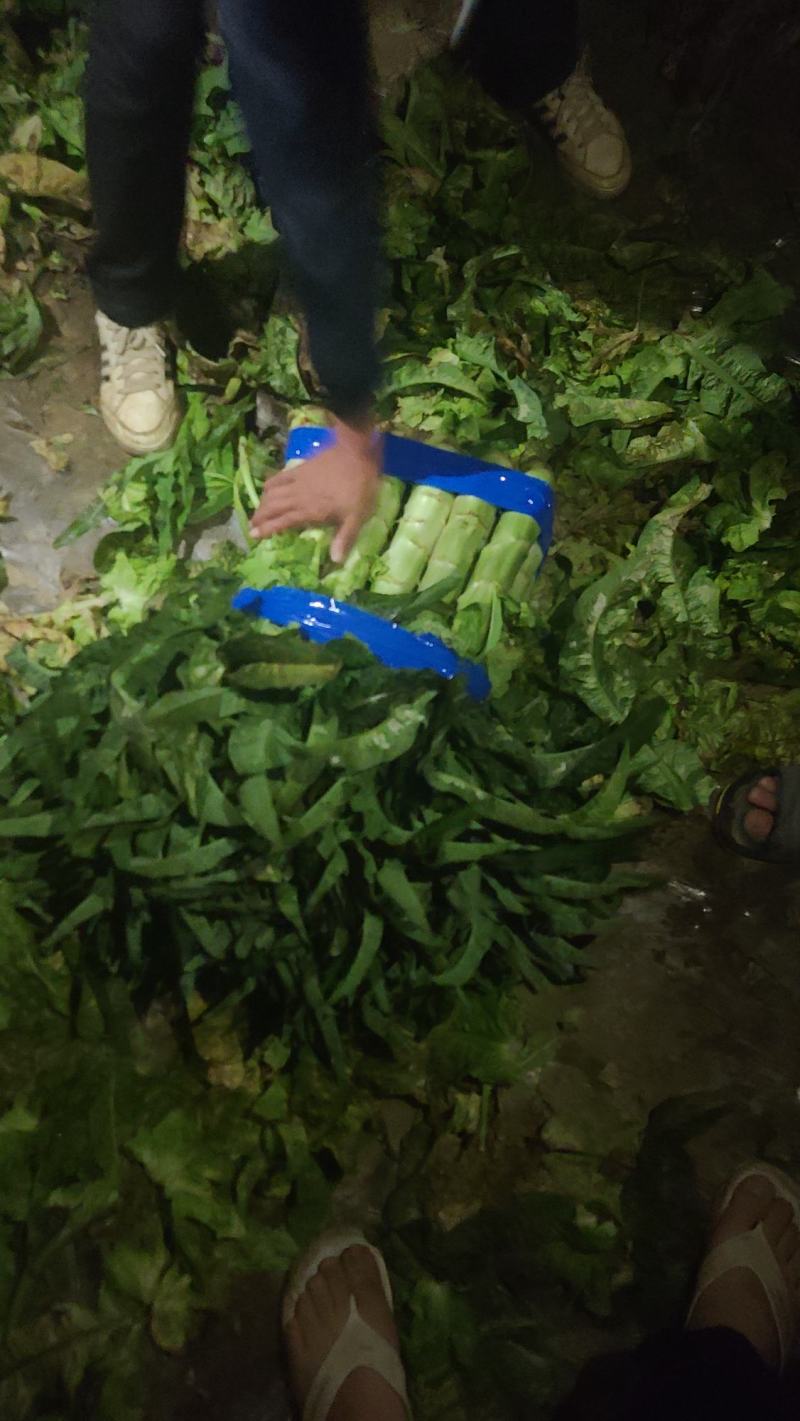 湖北红莴笋莴苣新鲜红叶莴苣质量保证晚上干活