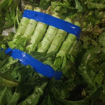 湖北红莴笋莴苣新鲜红叶莴苣质量保证晚上干活