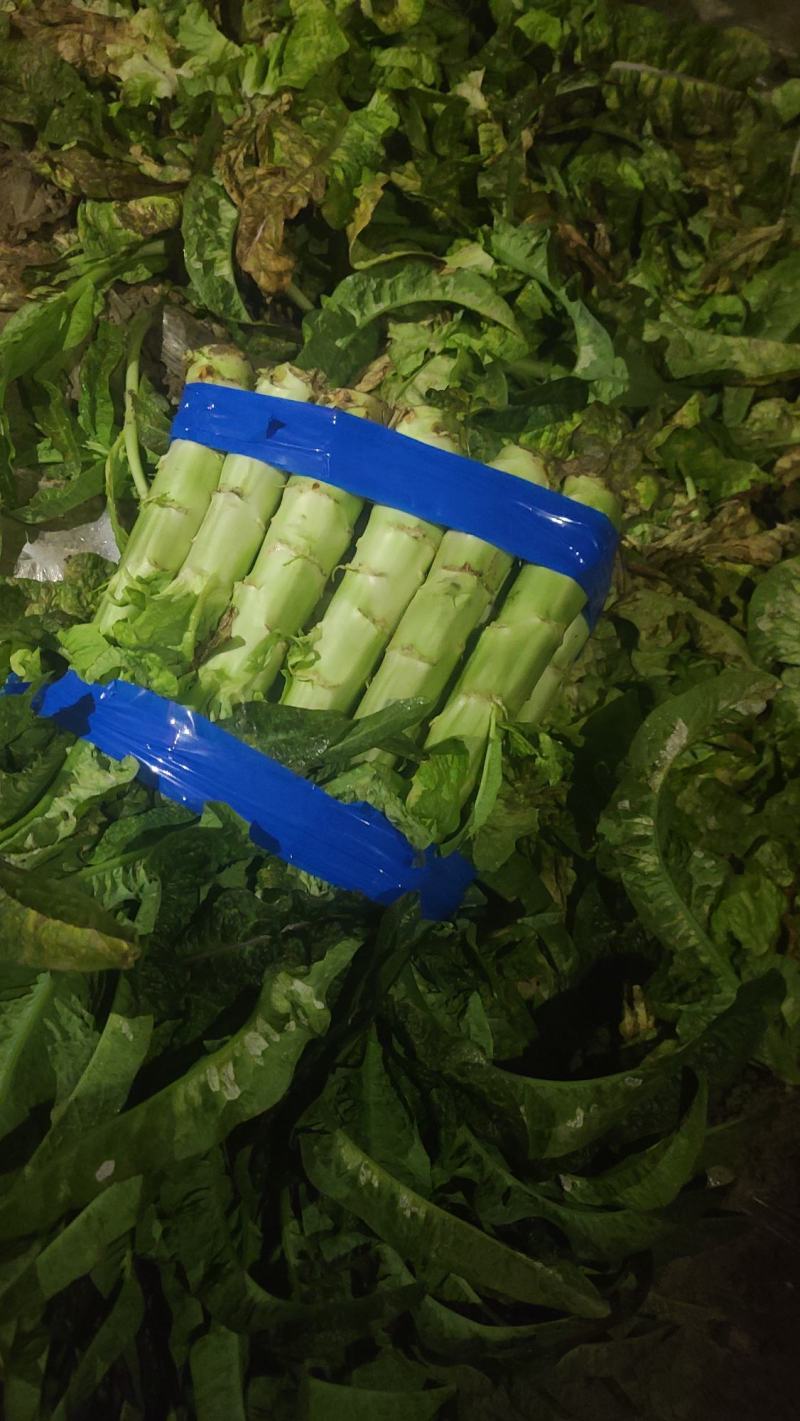 湖北红莴笋莴苣新鲜红叶莴苣质量保证晚上干活