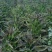 湖北红莴笋莴苣新鲜红叶莴苣质量保证晚上干活