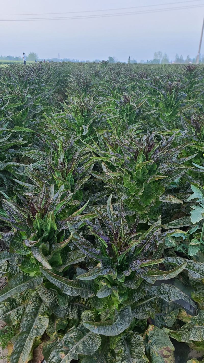 湖北红莴笋莴苣新鲜红叶莴苣质量保证晚上干活