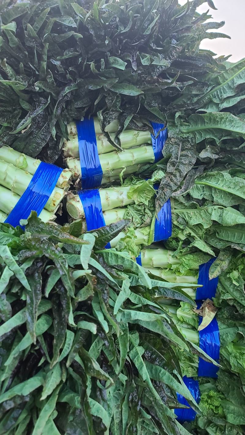 湖北红莴笋莴苣新鲜红叶莴苣质量保证晚上干活