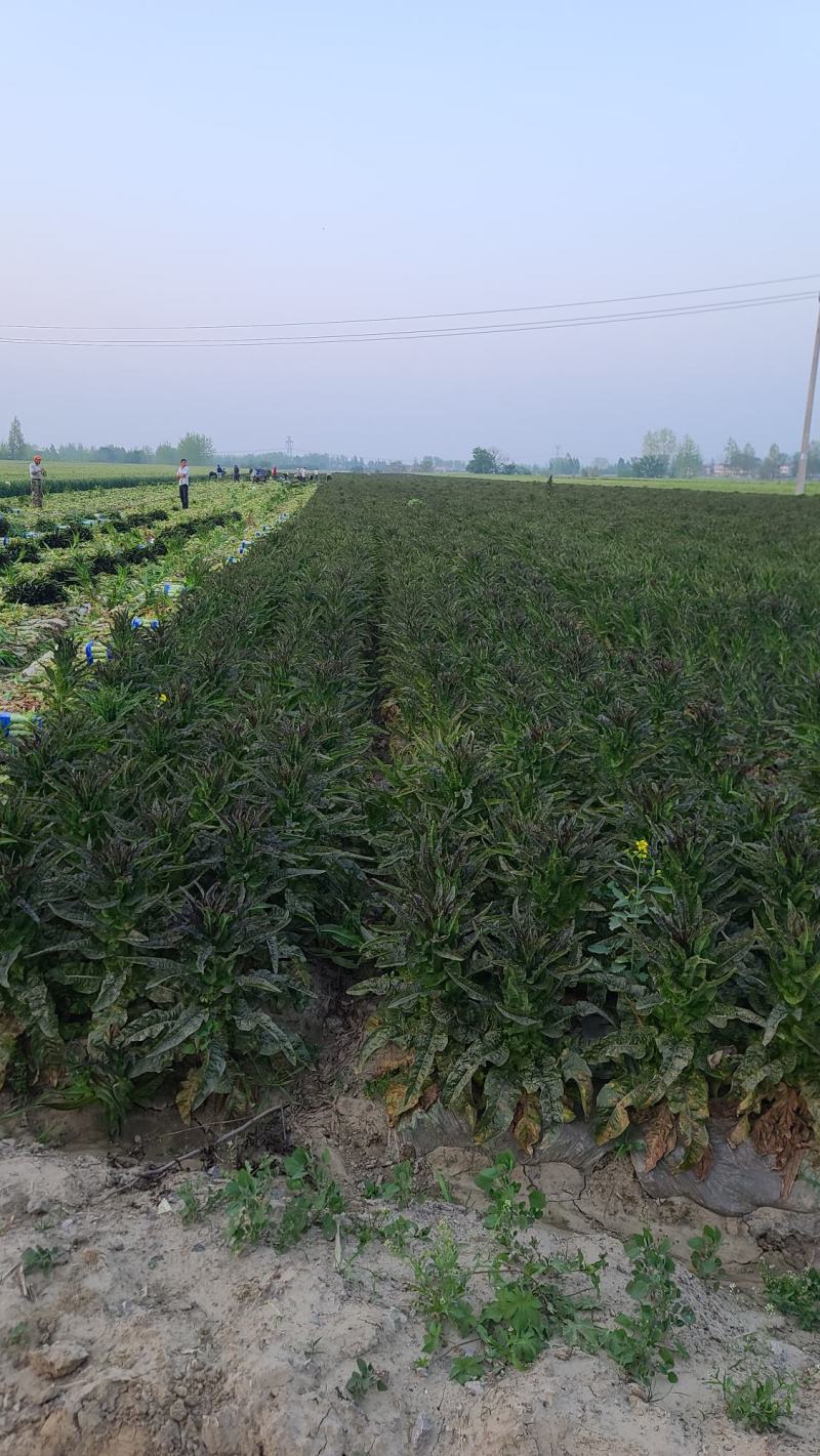湖北红莴笋莴苣新鲜红叶莴苣质量保证晚上干活