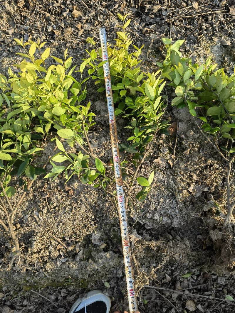 【全国发货】金森女贞毛球大量供应基地直销质量保证
