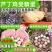 芦丁鸡受精蛋变异原色混养，大量现货低价出售
