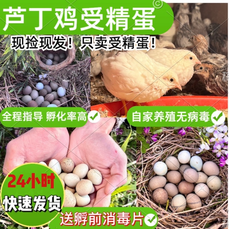 芦丁鸡受精蛋变异原色混养，大量现货低价出售