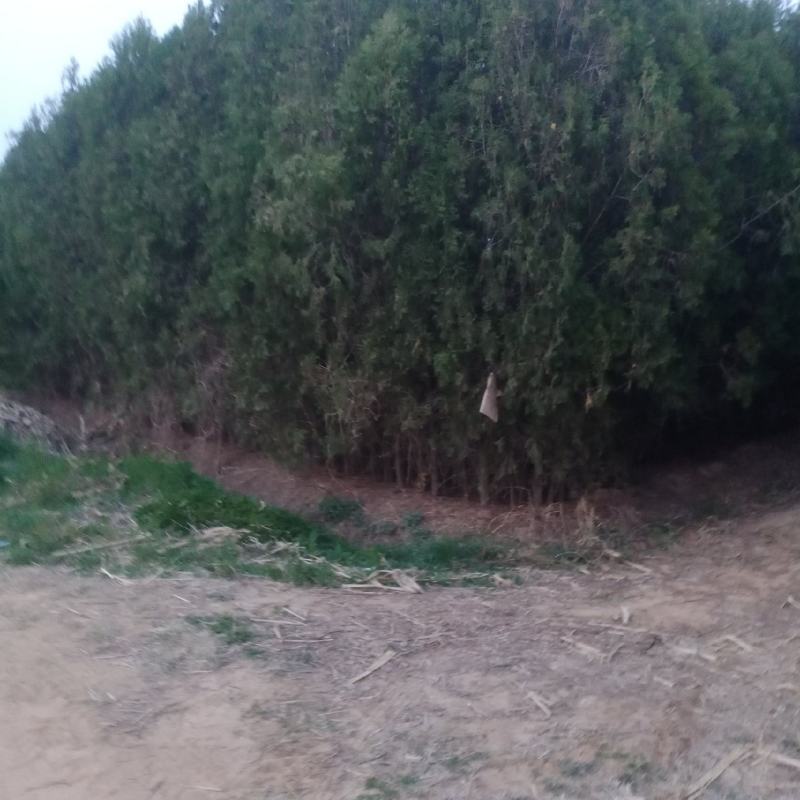 柏树