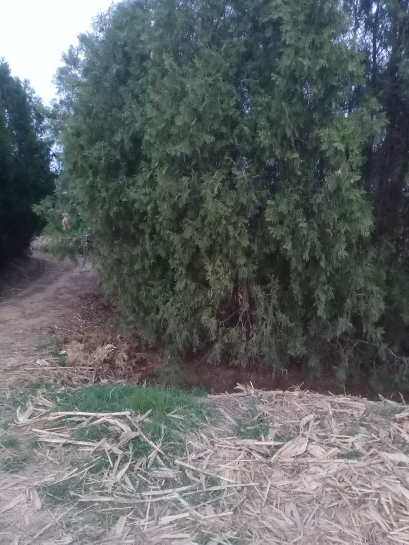 柏树