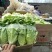 【生菜】精品意大利生菜基地大量有货可视频看货欢迎咨询