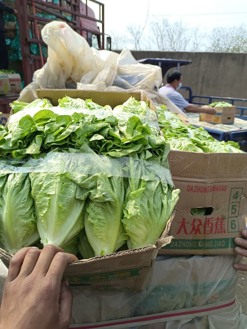 【生菜】精品意大利生菜基地大量有货可视频看货欢迎咨询