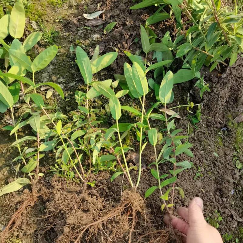 裸根金丝桃