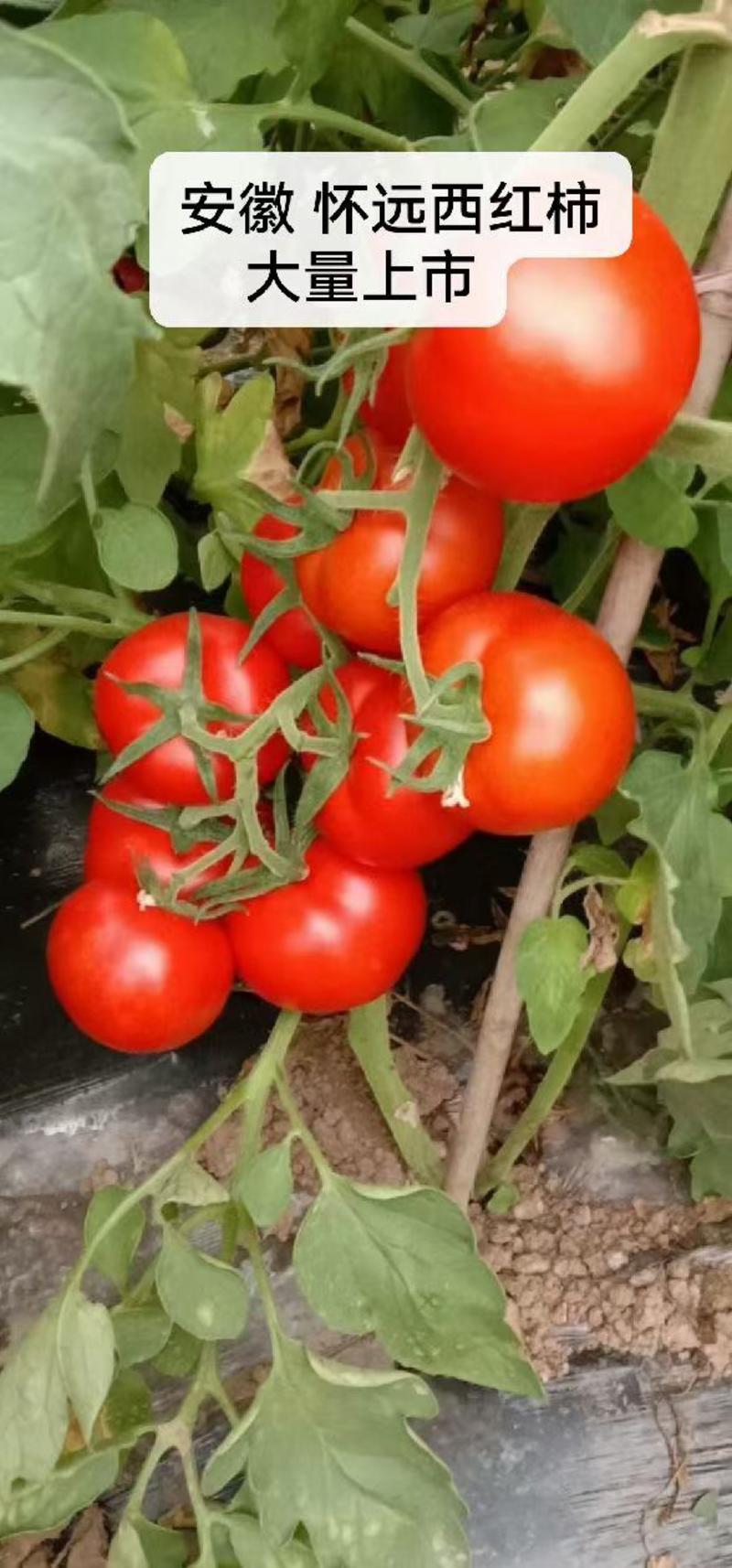 西红柿快上市了。！需要的老板可以提前预订。早定好货多多