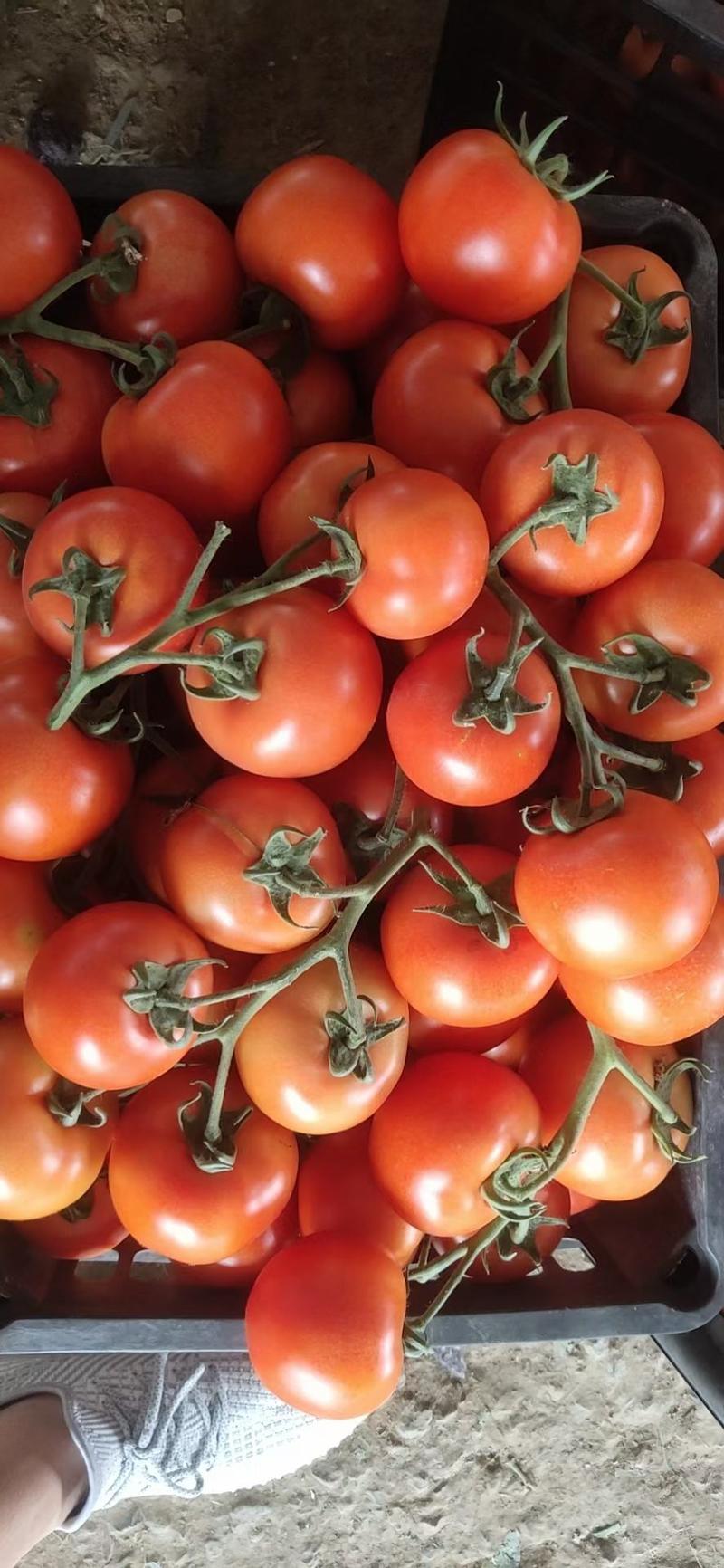 西红柿快上市了。！需要的老板可以提前预订。早定好货多多