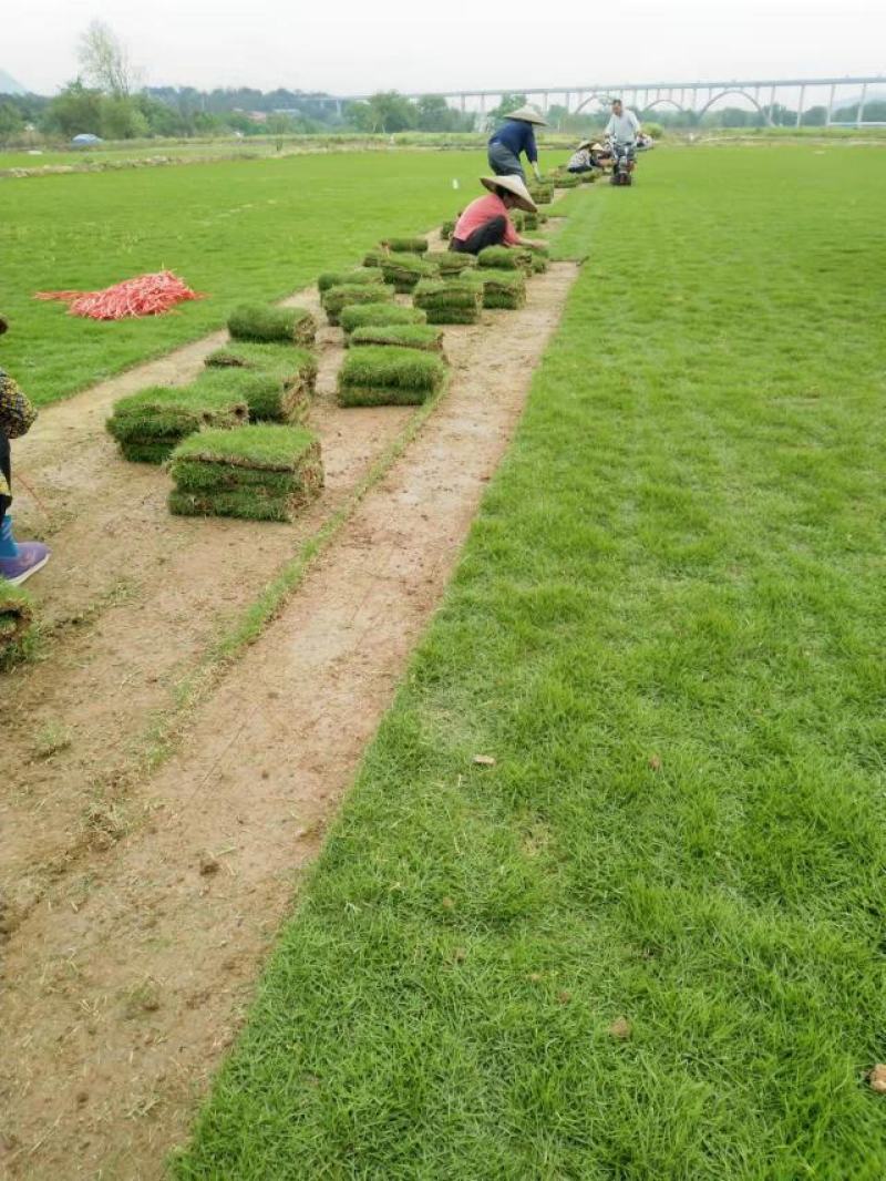 [精选]沁园春绿化草坪基地精品马尼拉草皮、草卷