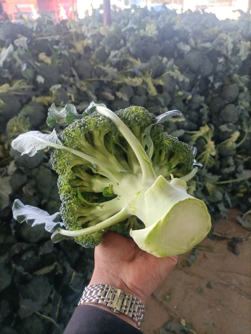 精品西蓝花一手货源品质保证诚信经营价格实惠基地直供